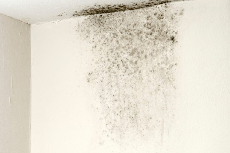 Can Air Purifier Remove Mold