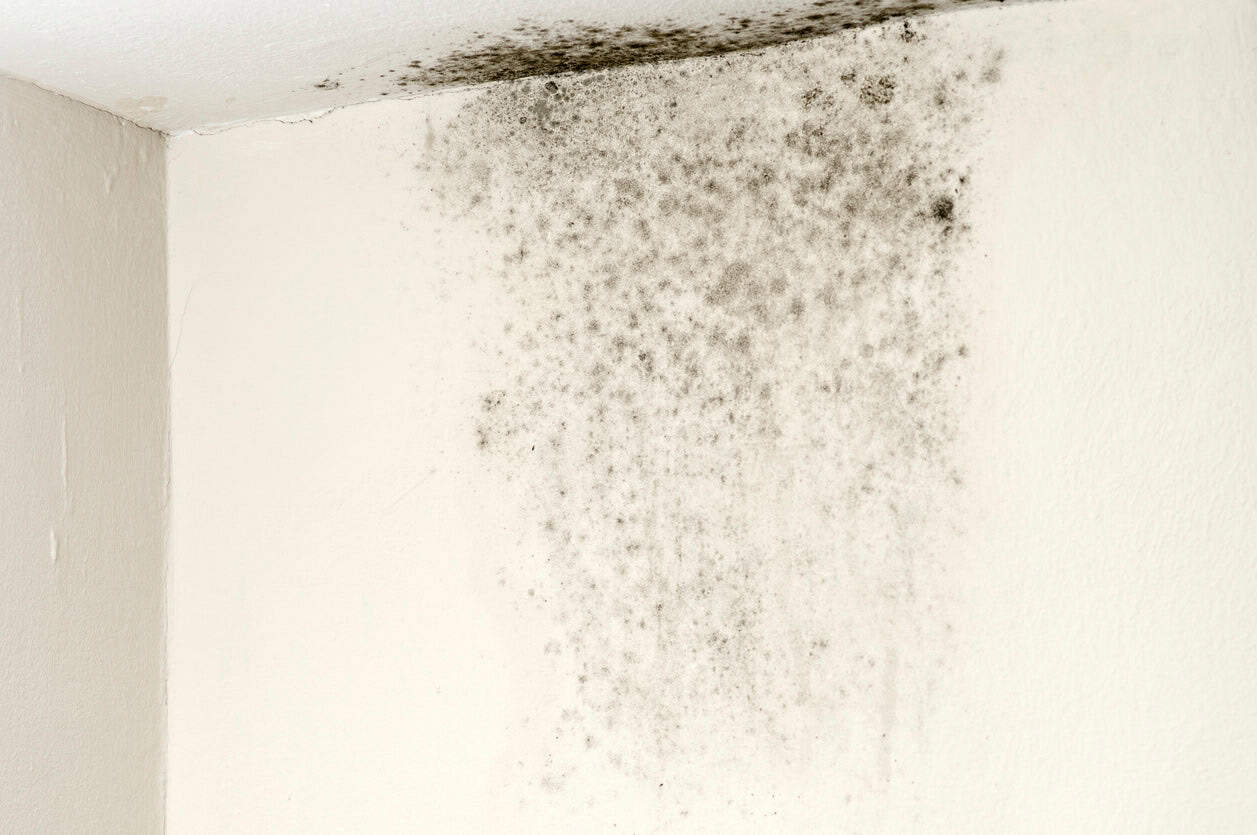 Can Air Purifier Remove Mold