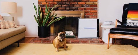 Does an Air Purifier Help With Dog Smell