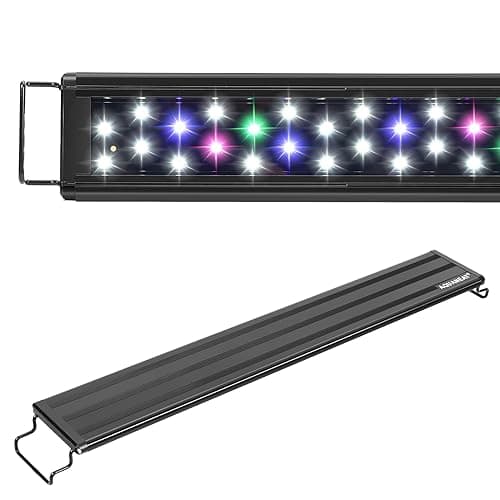 Best Lighting for Fish Tank
